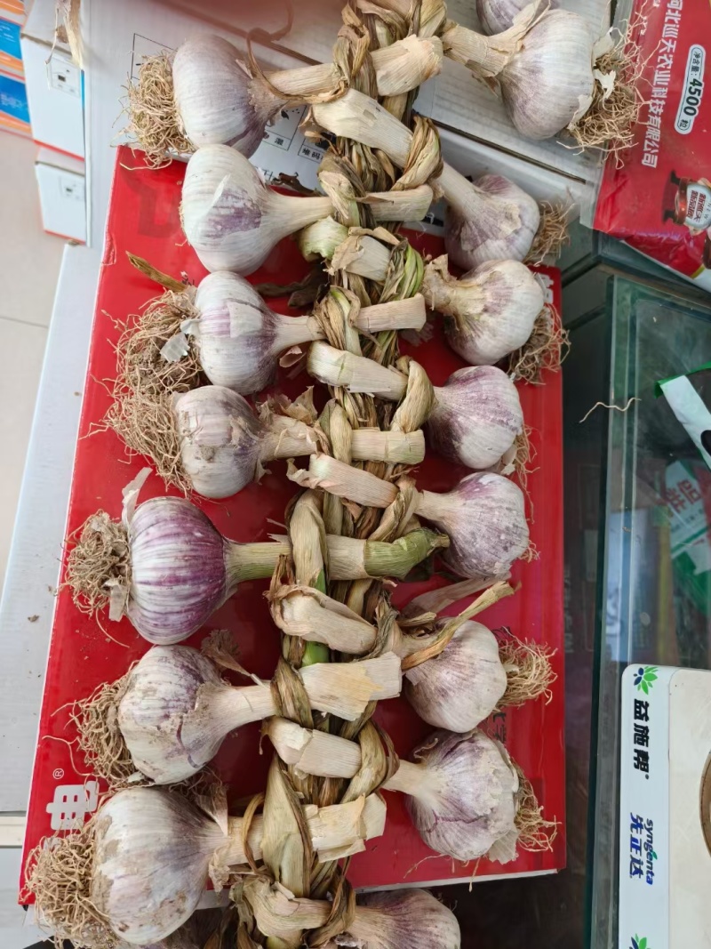山东紫皮大蒜干大蒜多瓣新鲜大蒜一手货源诚信经营