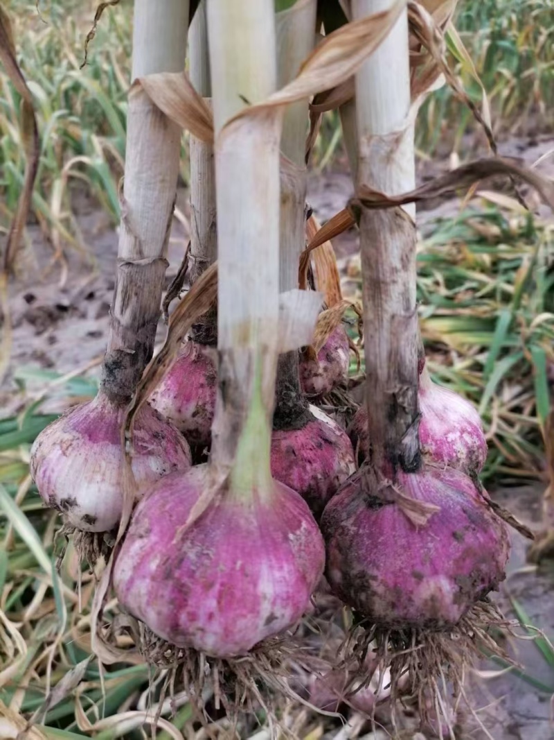 山东紫皮大蒜干大蒜多瓣新鲜大蒜一手货源诚信经营