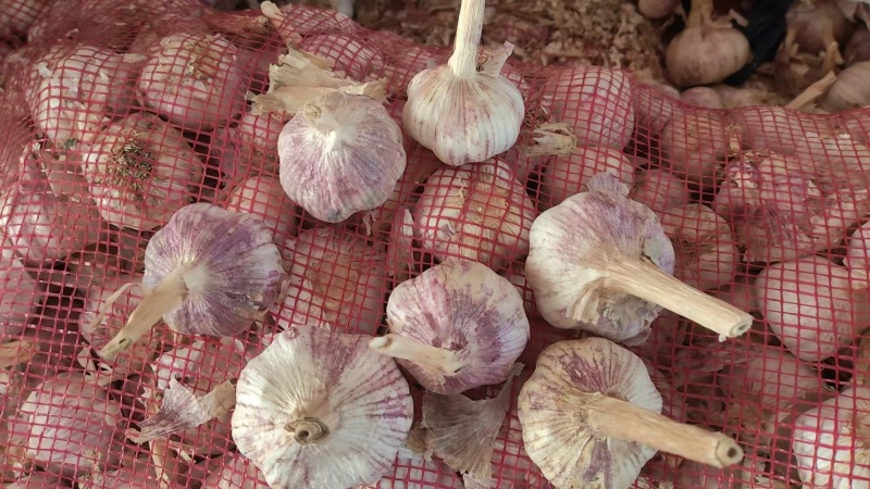 山东紫皮大蒜干大蒜多瓣新鲜大蒜一手货源诚信经营