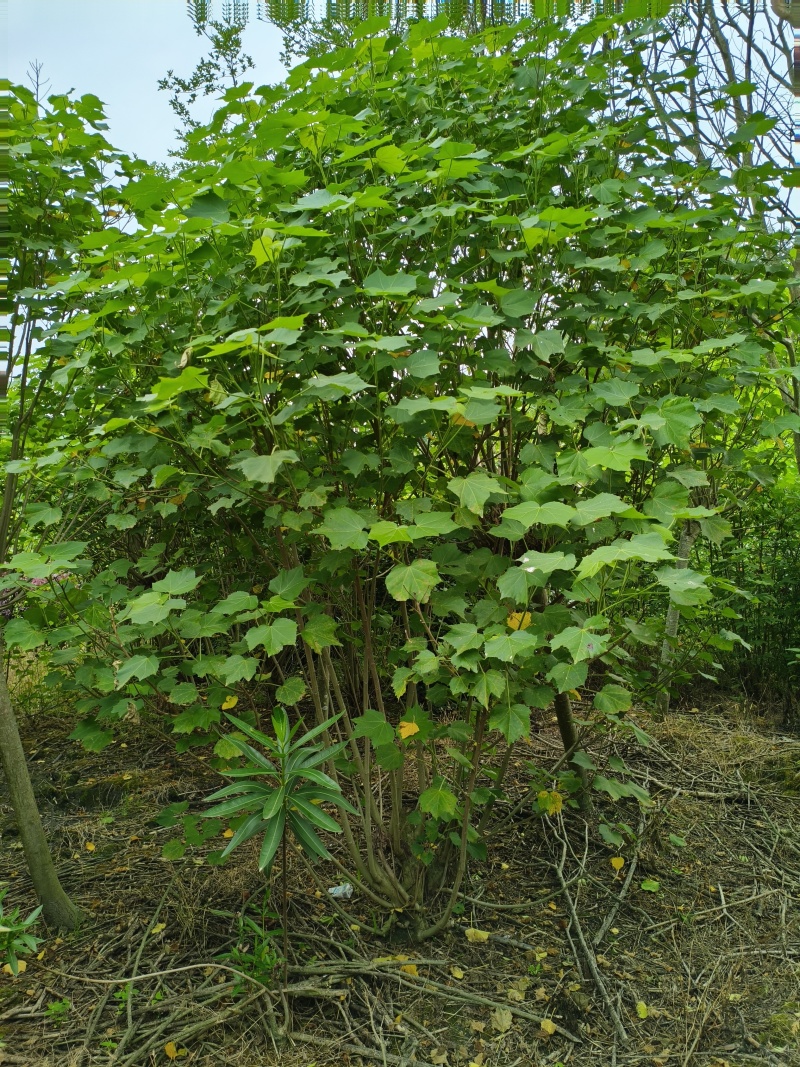 木芙蓉，单杆丛生木芙蓉，基地常年批发。各种规格。