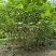 木芙蓉，单杆丛生木芙蓉，基地常年批发。各种规格。