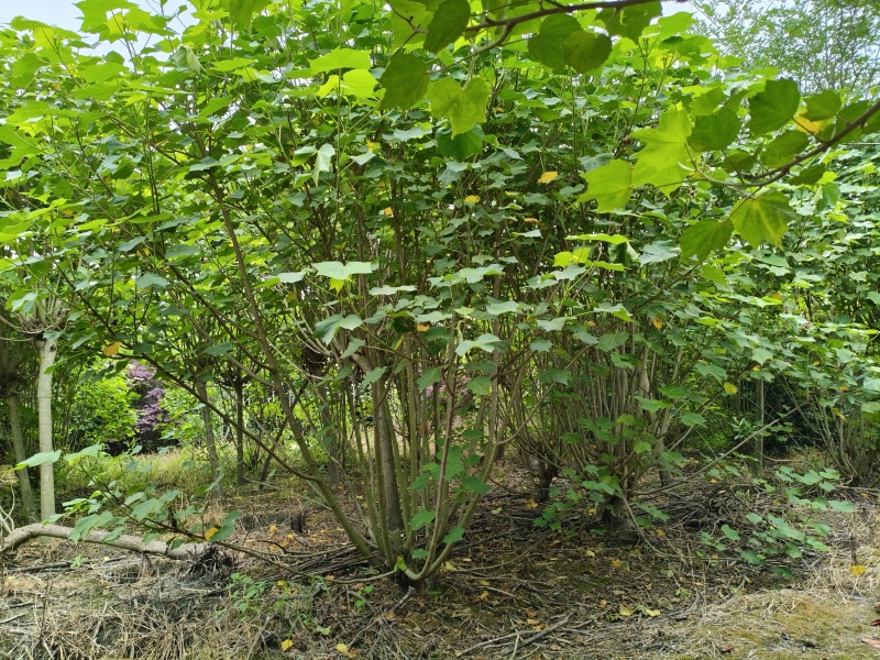 木芙蓉，单杆丛生木芙蓉，基地常年批发。各种规格。