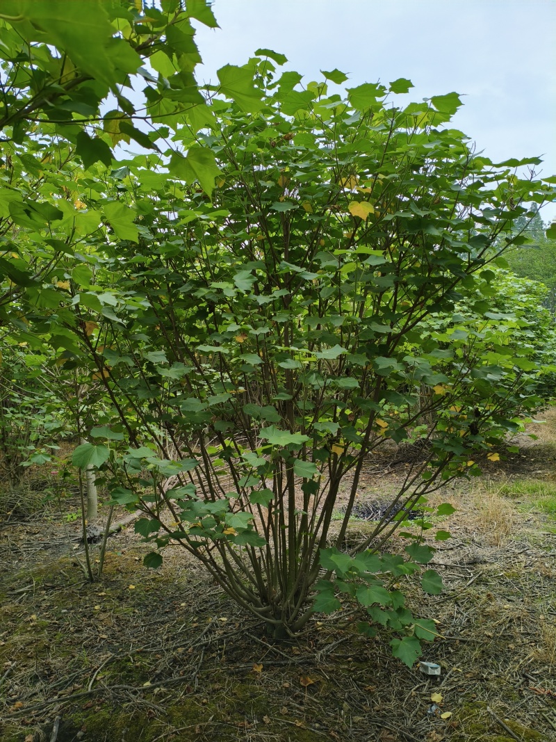木芙蓉，单杆丛生木芙蓉，基地常年批发。各种规格。