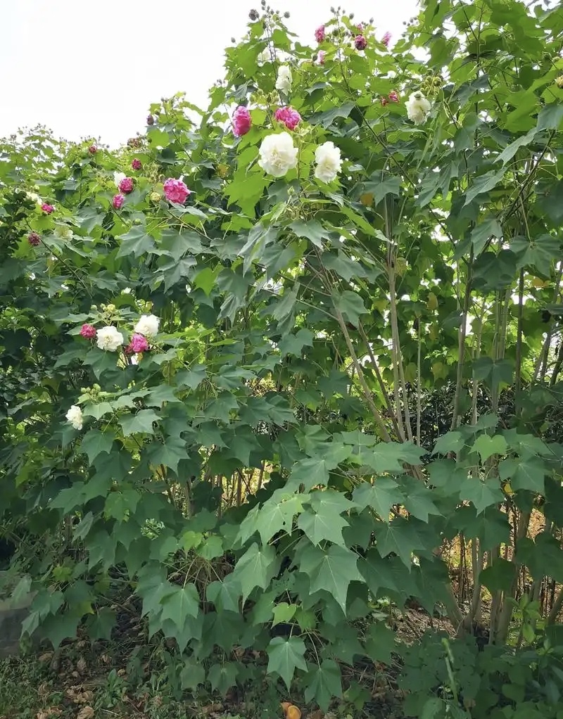 木芙蓉，单杆丛生木芙蓉，基地常年批发。各种规格。