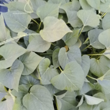 商薯19