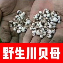 川贝川贝母野生川贝母干货