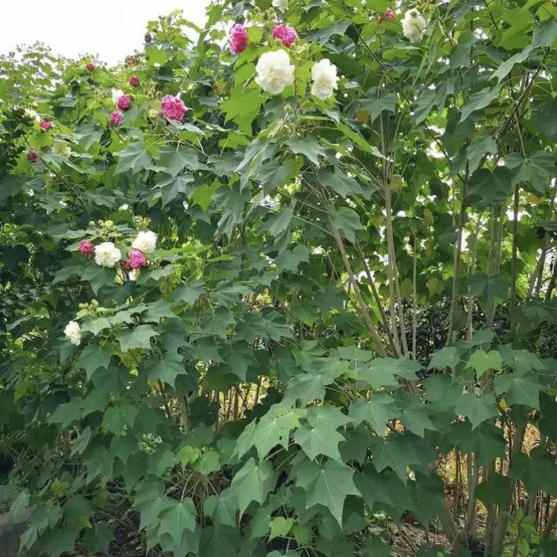 木芙蓉，单杆丛生木芙蓉，基地常年批发。各种规格。