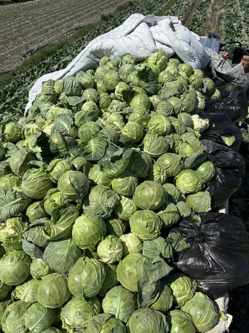 甘蓝圆包菜。包包菜