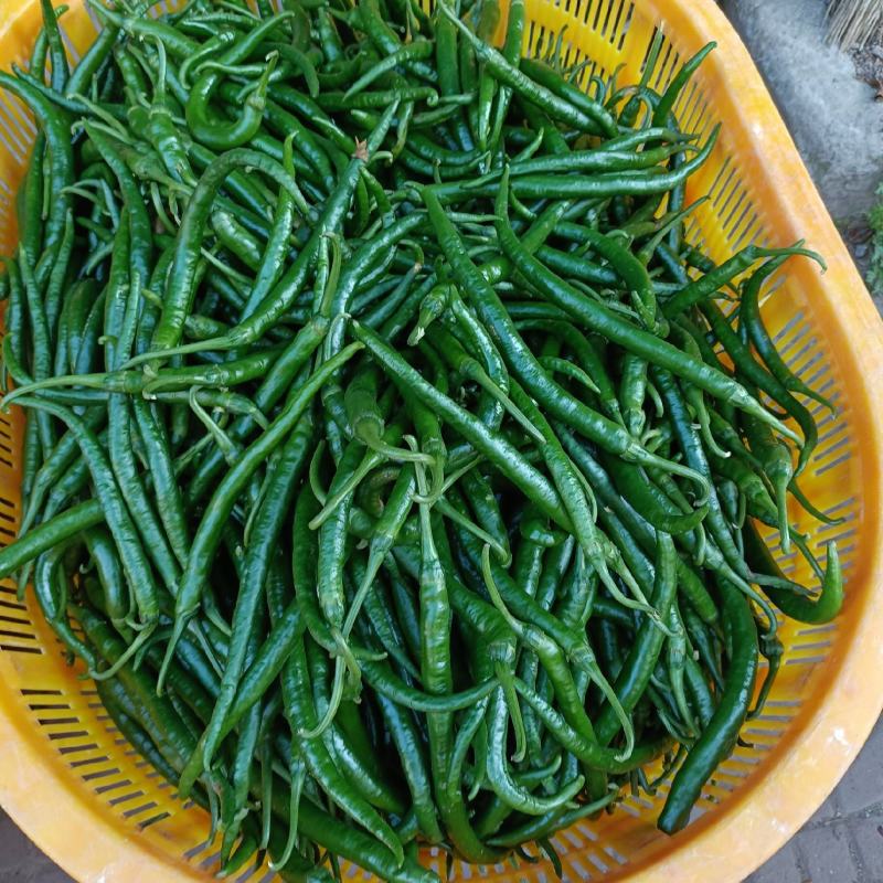 精品二荆条辣椒大量上市优质货源全国发货，量大从优致电联系