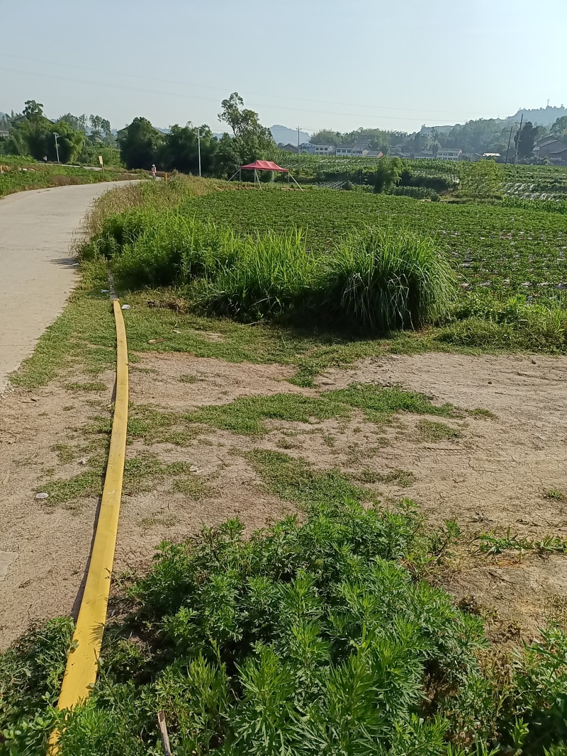 精品二荆条辣椒大量上市优质货源全国发货，量大从优致电联系