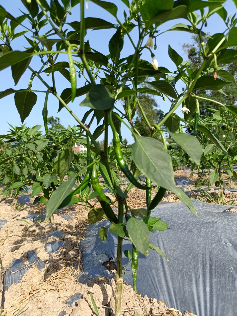 精品二荆条辣椒大量上市优质货源全国发货，量大从优致电联系