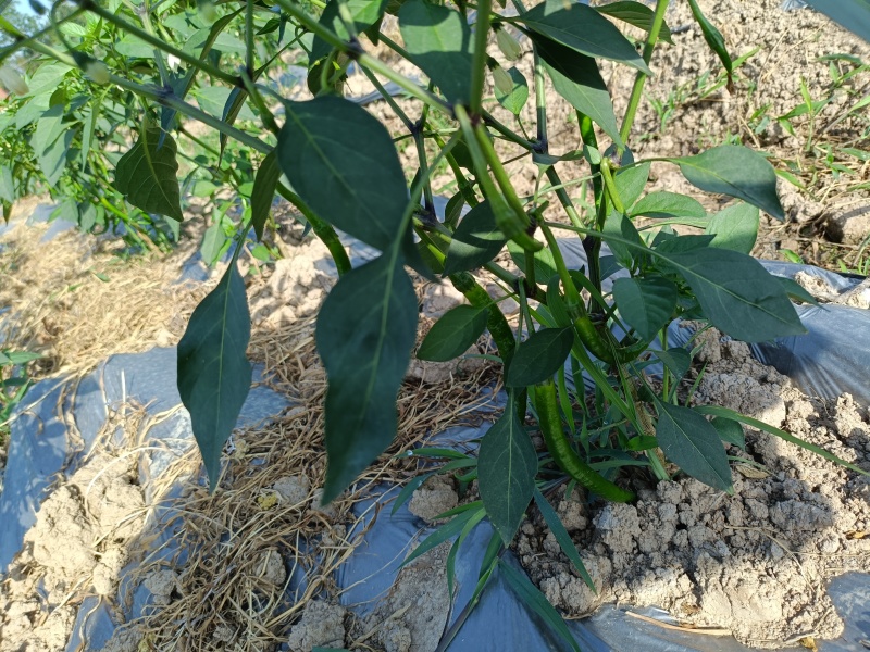 精品二荆条辣椒大量上市优质货源全国发货，量大从优致电联系