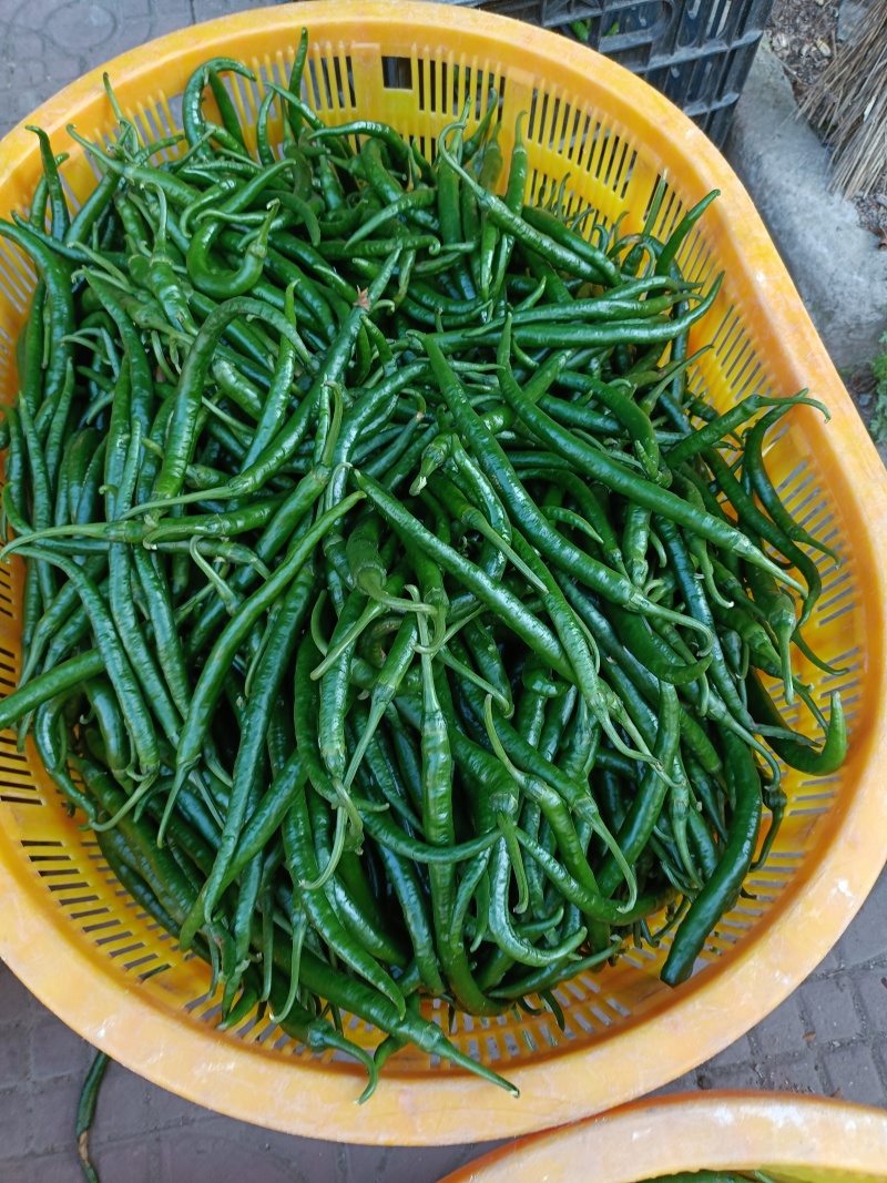 精品二荆条辣椒大量上市优质货源全国发货，量大从优致电联系