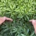费菜，高钙菜，救心菜