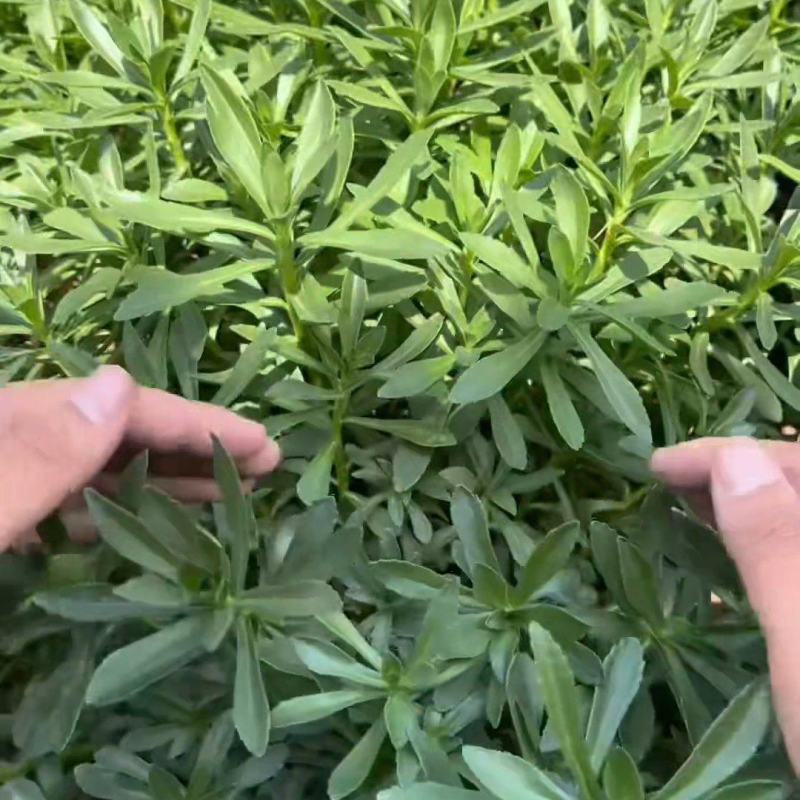 费菜，高钙菜，救心菜