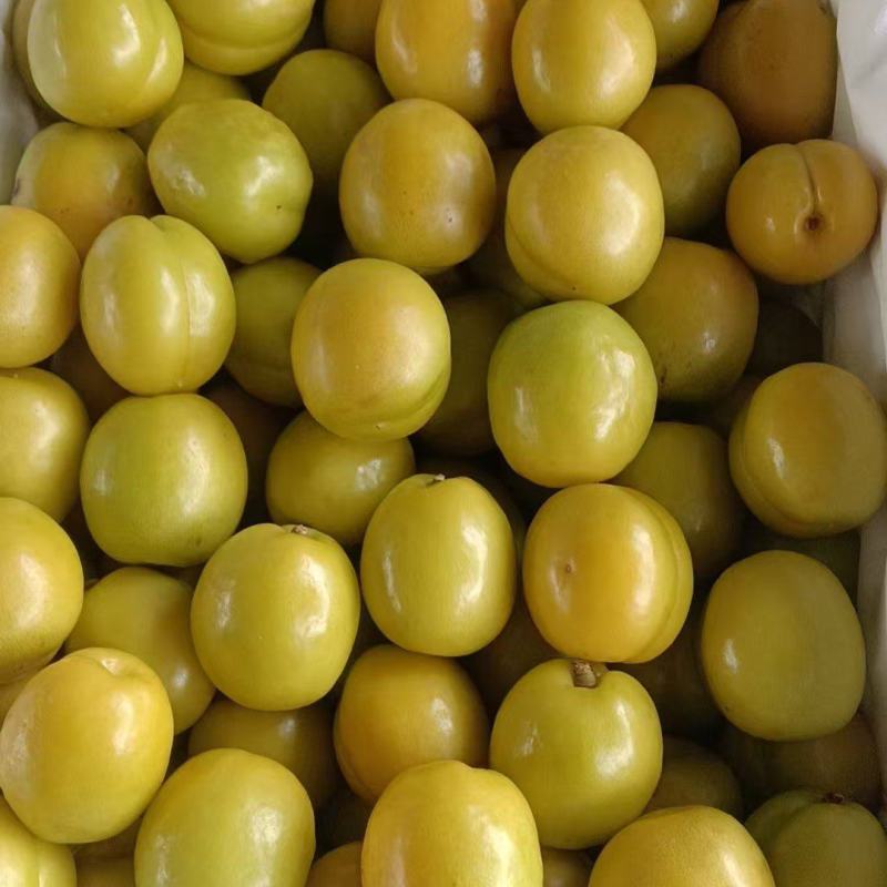 珍珠油杏大量上市
