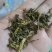 桑叶茶