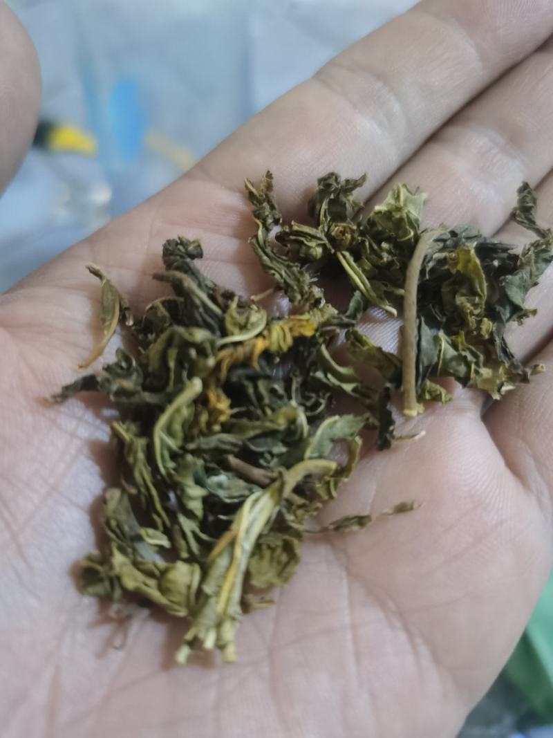 桑叶茶