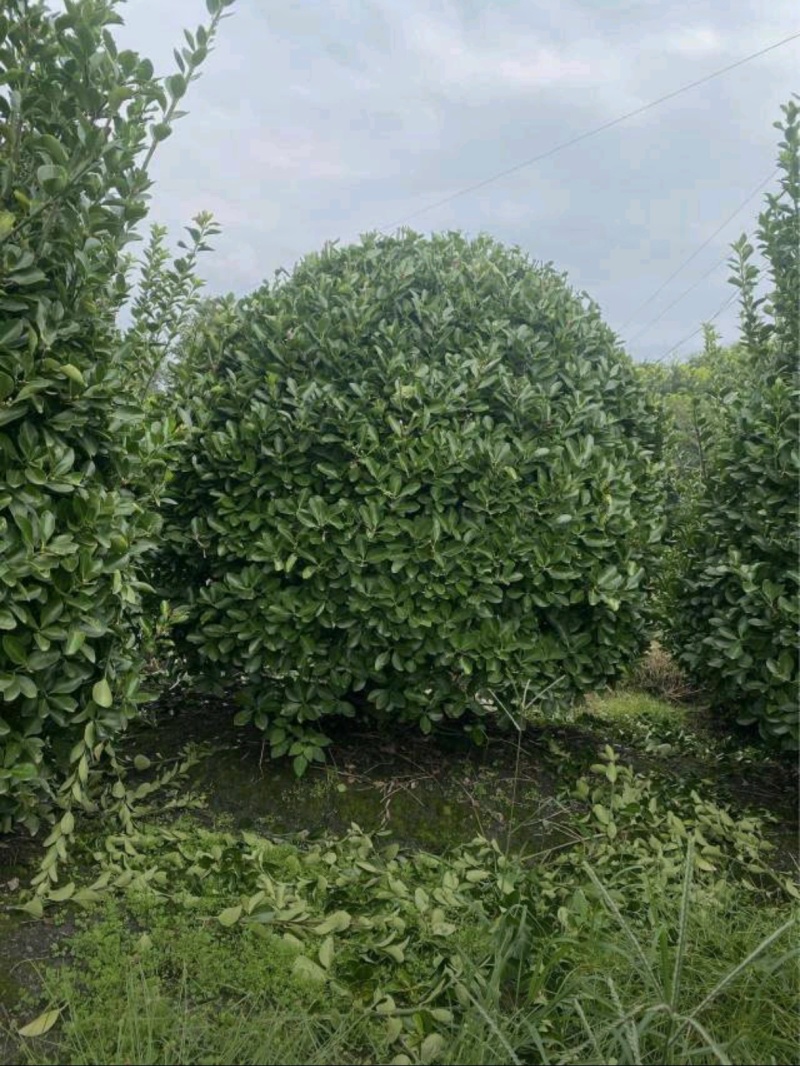精品大叶黄杨球万年青球，冠幅80-1.5米。各种规格。