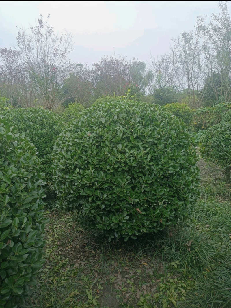 精品大叶黄杨球万年青球，冠幅80-1.5米。各种规格。