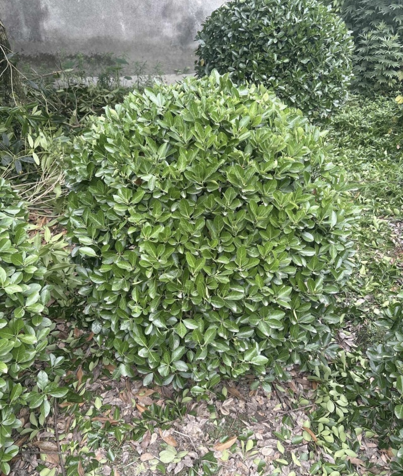 精品大叶黄杨球万年青球，冠幅80-1.5米。各种规格。