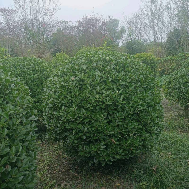 精品大叶黄杨球万年青球，冠幅80-1.5米。各种规格。