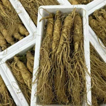 小鲜人参，带着土出售的，小新鲜人参，原产地发货，大量有货