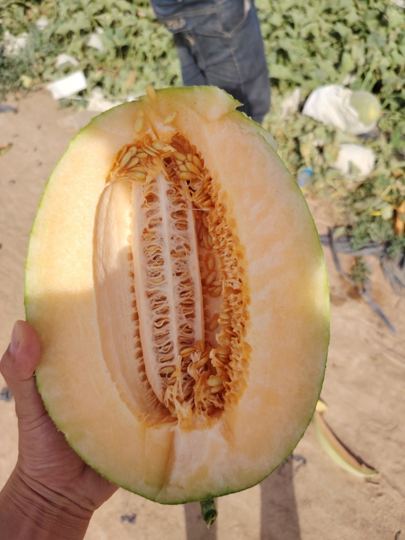 西州蜜瓜新疆西州蜜瓜产地直供量大从优可视频实地看货