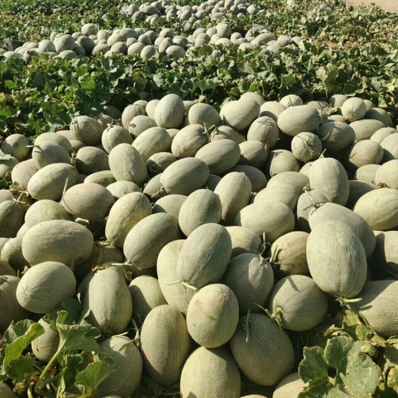 西州蜜瓜新疆西州蜜瓜产地直供量大从优可视频实地看货