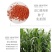甜高粱种籽喂羊的饲料草畜牧多年生牧草种子饲用大力士甜高粱
