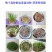 甜高粱种籽喂羊的饲料草畜牧多年生牧草种子饲用大力士甜高粱