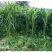 甜高粱种籽喂羊的饲料草畜牧多年生牧草种子饲用大力士甜高粱