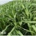 甜高粱种籽喂羊的饲料草畜牧多年生牧草种子饲用大力士甜高粱
