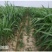 甜高粱种籽喂羊的饲料草畜牧多年生牧草种子饲用大力士甜高粱