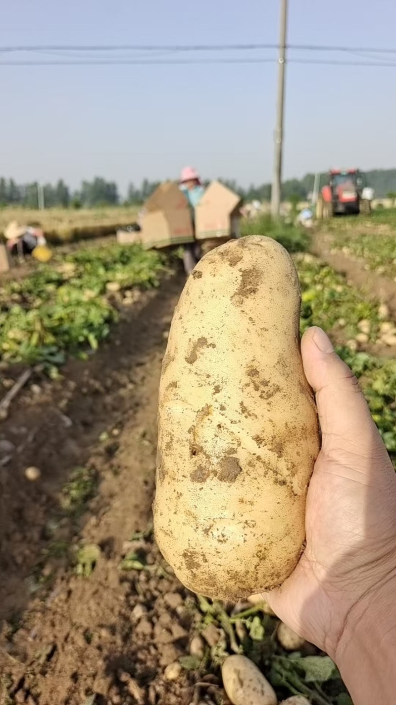 【精选】湖北天门黄心土豆产地直发品质保障量大从优可视频