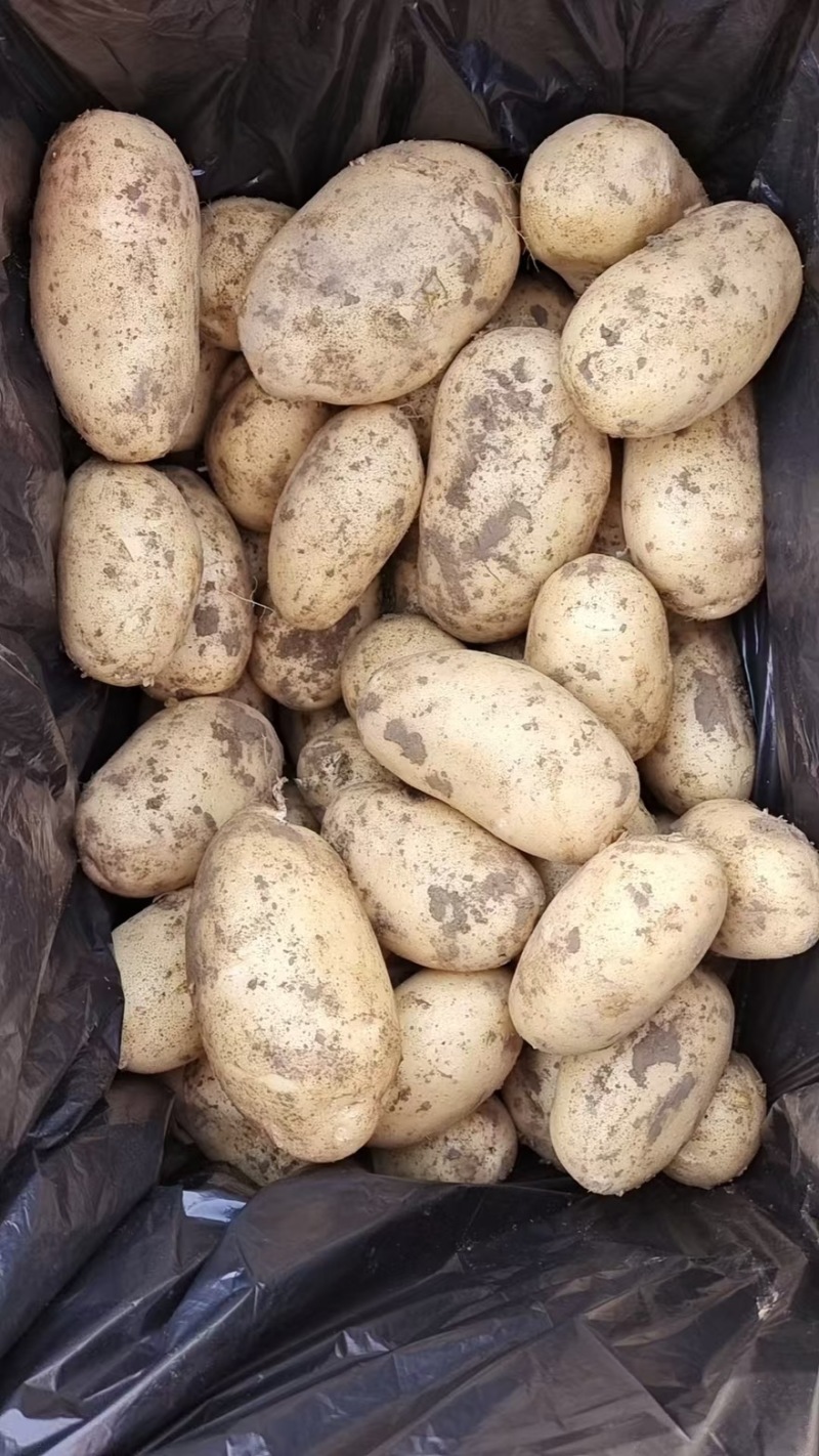 【精选】湖北天门黄心土豆产地直发品质保障量大从优可视频