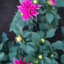 小丽花