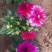 小丽花