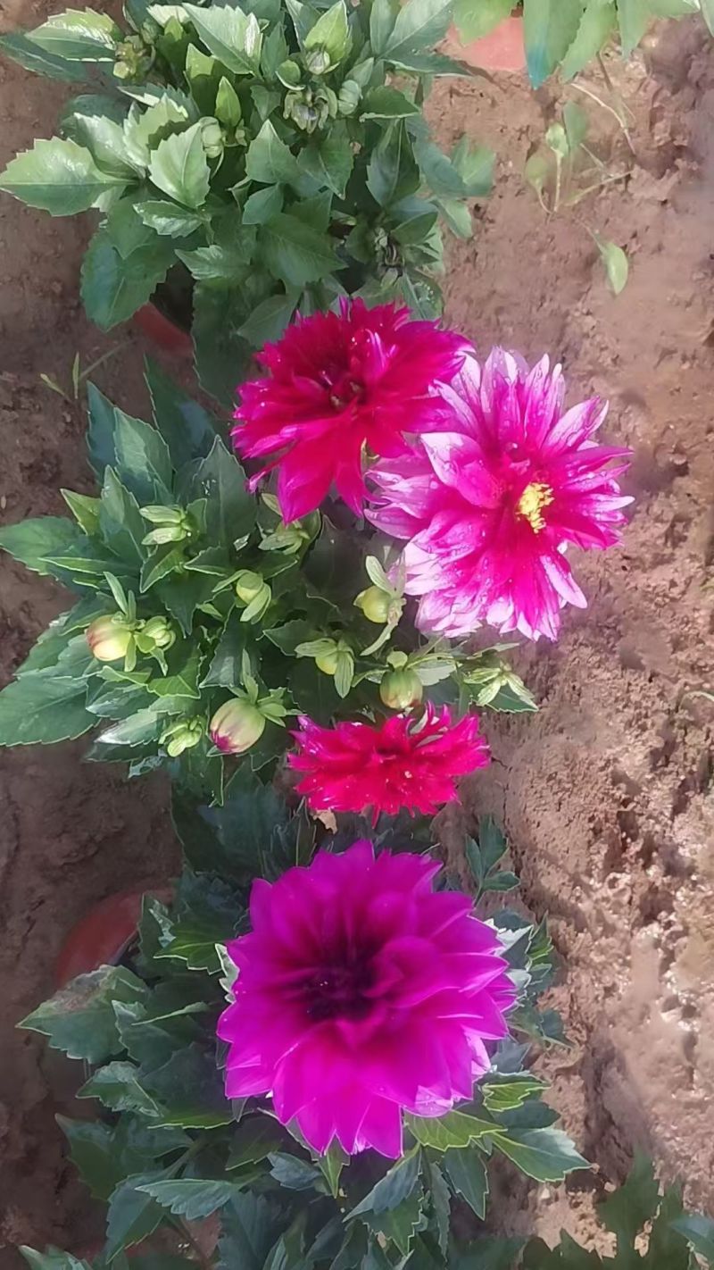 小丽花