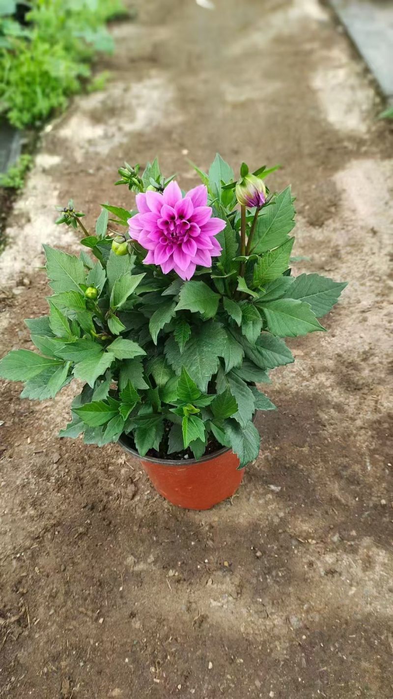 小丽花