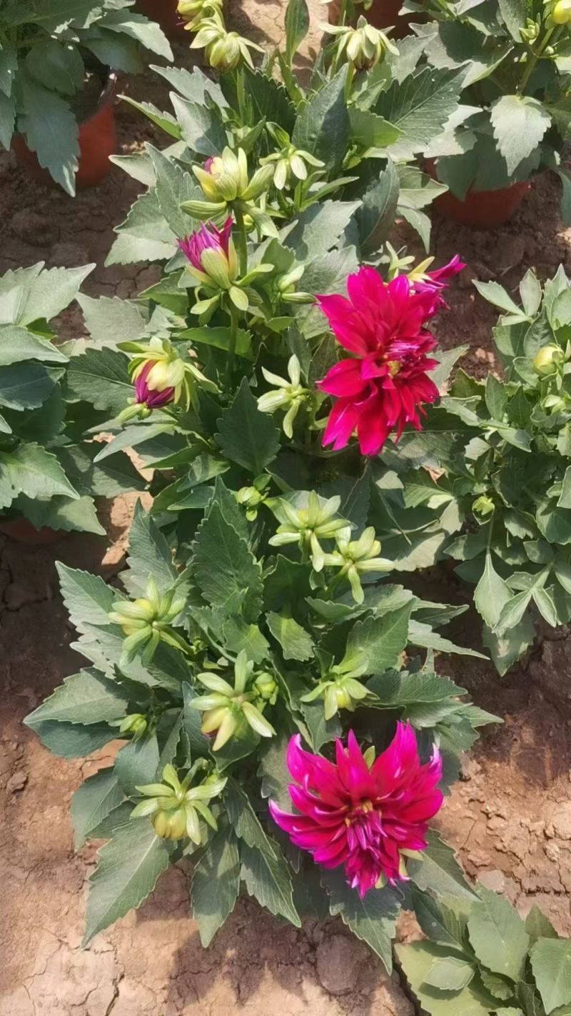 小丽花