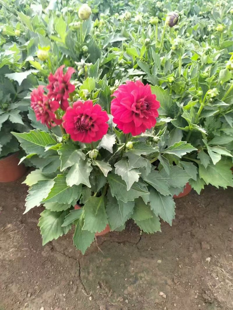 小丽花