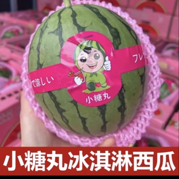 小糖丸/早春红玉/西瓜/大量有货基地直供可视频看货
