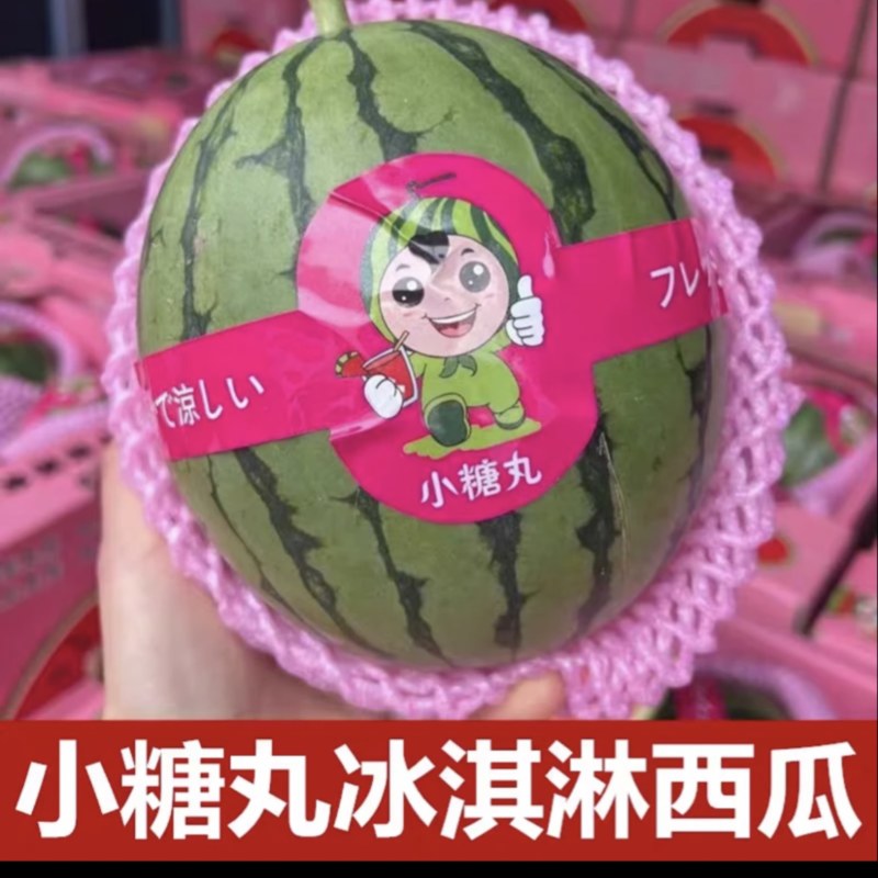 小糖丸/早春红玉/西瓜/大量有货基地直供可视频看货