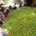 油桃大量上市产地现摘现发品质上乘自家种植欢迎来电