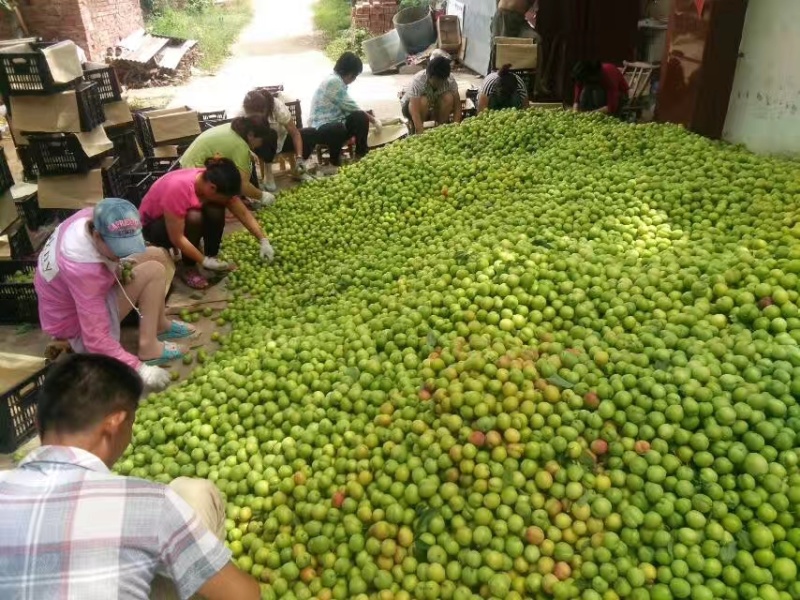 油桃大量上市产地现摘现发品质上乘自家种植欢迎来电