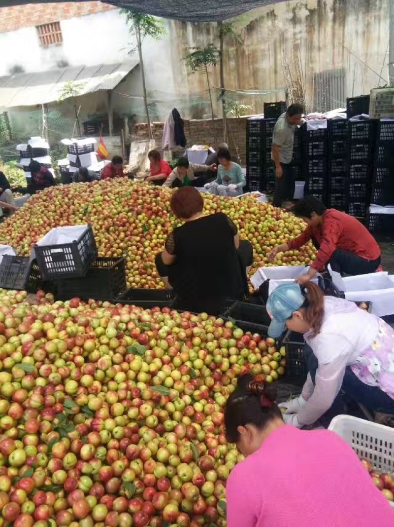 油桃大量上市产地现摘现发品质上乘自家种植欢迎来电