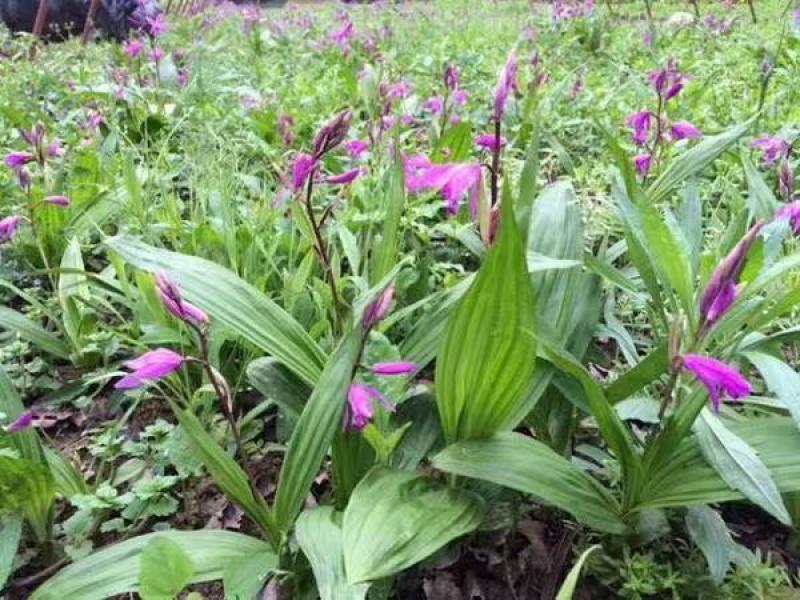 精品白芨多年生白芨现挖现发质量优良欢迎来电洽谈