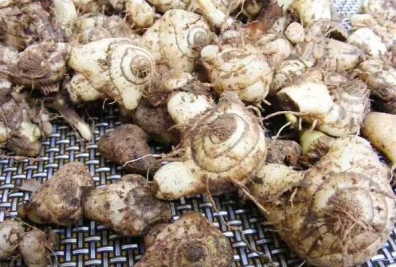 精品白芨多年生白芨现挖现发质量优良欢迎来电洽谈
