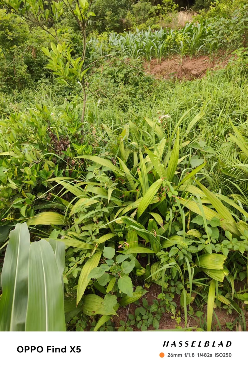 精品白芨多年生白芨现挖现发质量优良欢迎来电洽谈